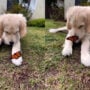 Adorable Video: Puppy playing with butterfly