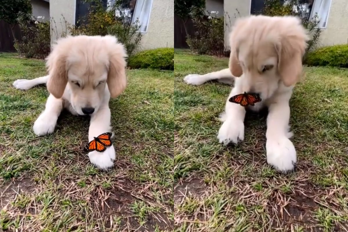 puppy