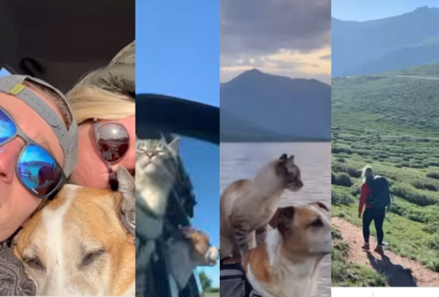 Pet Parents share emotional dog birthday post; Watch