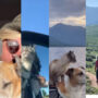 Pet Parents share emotional dog birthday post; Watch