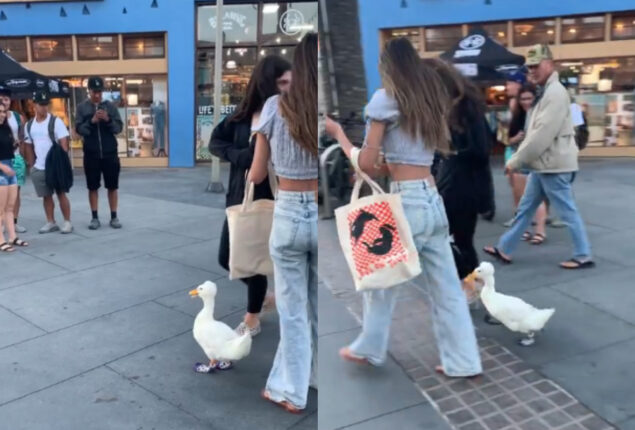 Duck with Gucci Socks at US Beach
