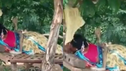 Cobra climbs on sleeping woman, chills there for one hour