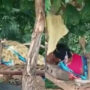 Cobra climbs on sleeping woman, chills there for one hour