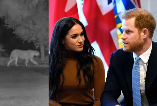 Prince Harry & Meghan Markle warned about mountain lion that was prowling around their £12mn mansion