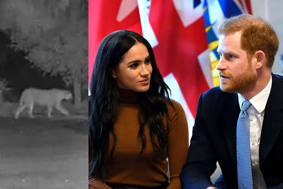 Prince Harry & Meghan Markle