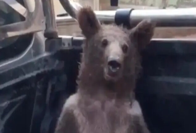 Turkish brown bear rescued after consuming ‘mad honey’