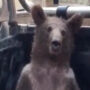 Turkish brown bear rescued after consuming ‘mad honey’