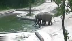 Viral Video: Elephants save baby from drowning pool