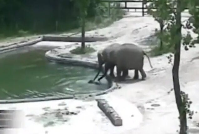 Viral Video: Elephants save baby from drowning pool