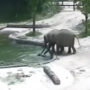 Viral Video: Elephants save baby from drowning pool