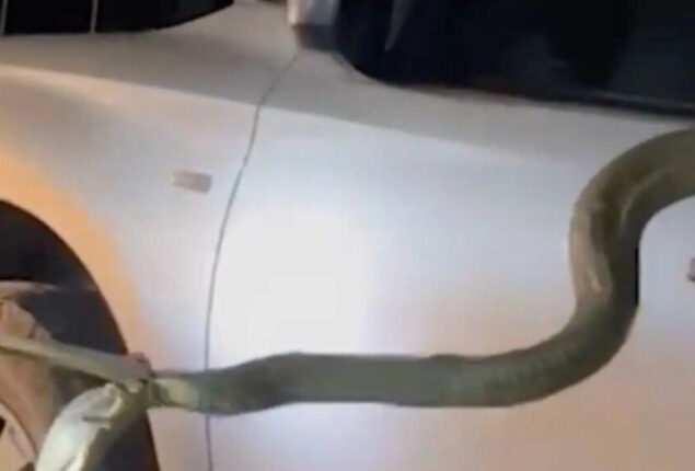 12-foot cobra sneaks into truck, owner drives it home | Watch
