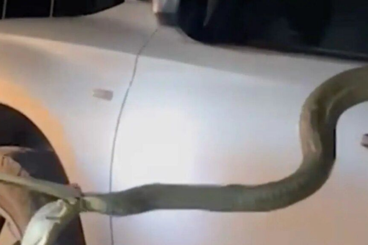 12-foot cobra