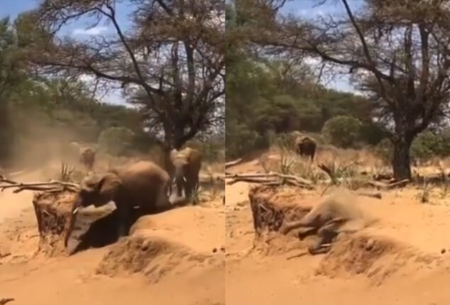 Mama elephant shows baby how to climb slope, fails hilariously