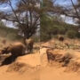 Mama elephant shows baby how to climb slope, fails hilariously