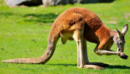 Alabama authorities searching for a kangaroo on loose