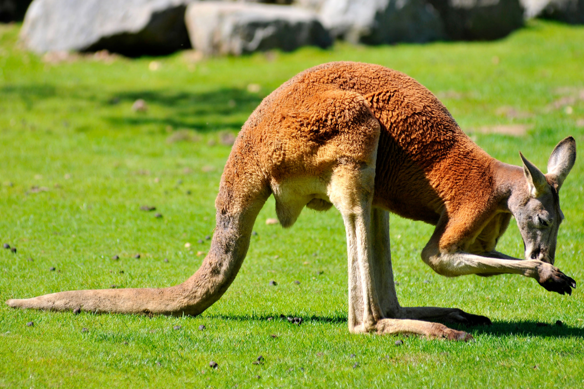 kangaroo