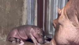 Watch: Fiona at Cincinnati Zoo is now big sister to a newborn hippo