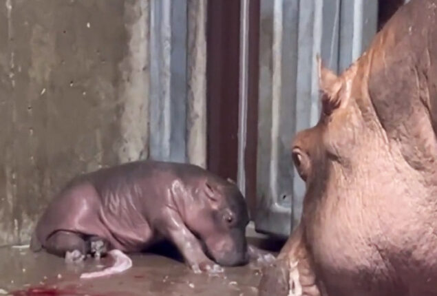 Watch: Fiona at Cincinnati Zoo is now big sister to a newborn hippo