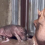 Watch: Fiona at Cincinnati Zoo is now big sister to a newborn hippo