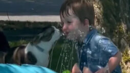Lovely video shows boy, kitten drinking sprinkler water