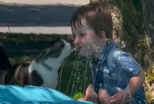Lovely video shows boy, kitten drinking sprinkler water