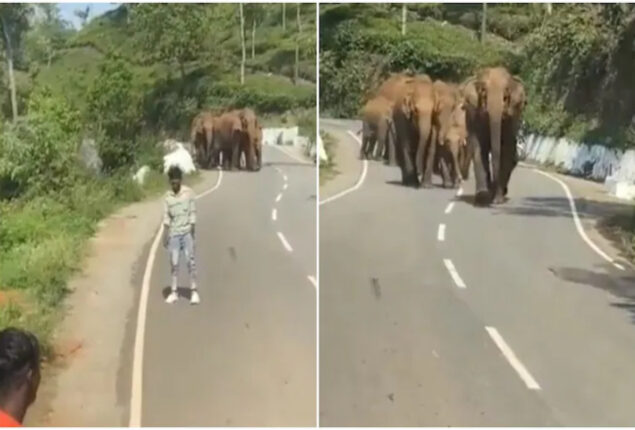 People stop car for selfie with elephant herd. What happens next