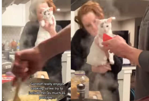 Watch how humans include cat in cooking