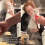 Watch how humans include cat in cooking