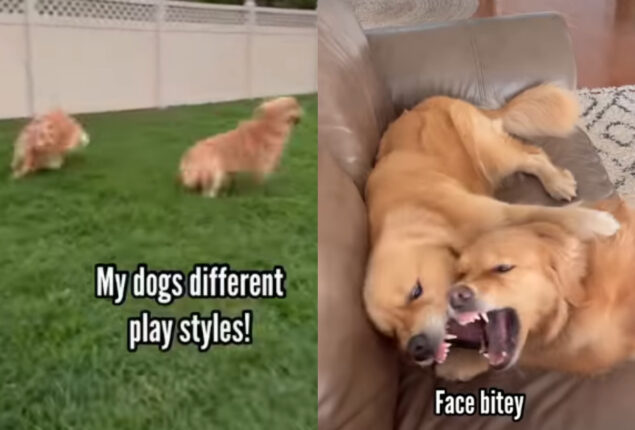 Viral Video: Pet parents share golden retrievers playstyles