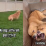 Viral Video: Pet parents share golden retrievers playstyles