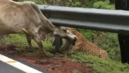 leopard attacks a cow
