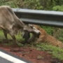 See leopard attacks a cow that gives you the chills