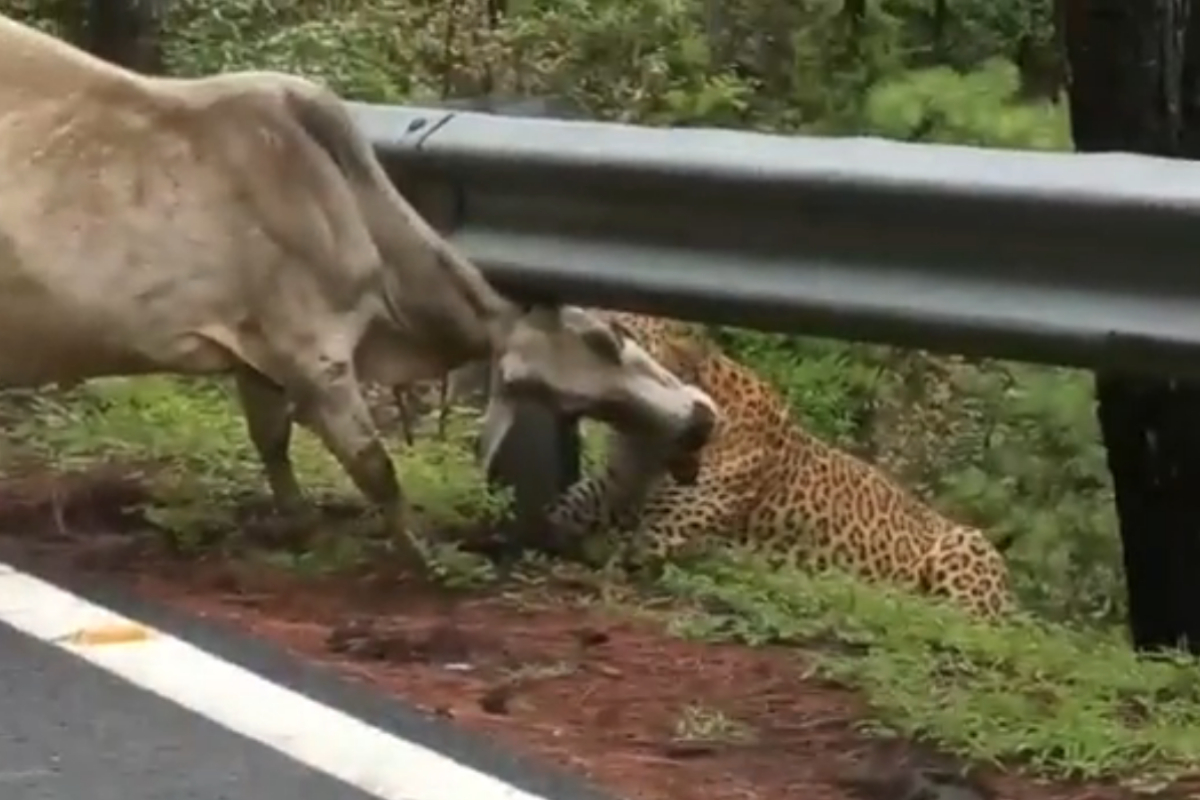 leopard attacks a cow