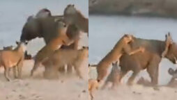 lionesses attack elephant