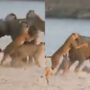 Viral Video: 14 lionesses attack a lone elephant, See who wins?