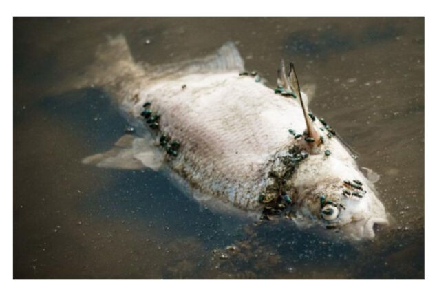 Mystery surrounding fish deaths in Oder river