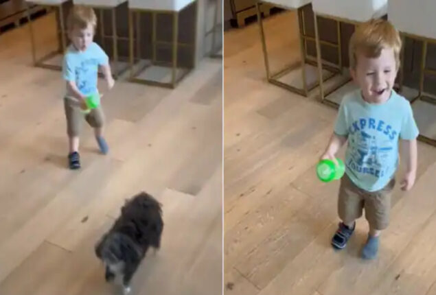 Viral video: Elon Musk posted video of his son X A-XII loving dogs