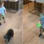 Viral video: Elon Musk posted video of his son X A-XII loving dogs