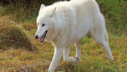 Arctic wolf escapes enclosure in Ontario
