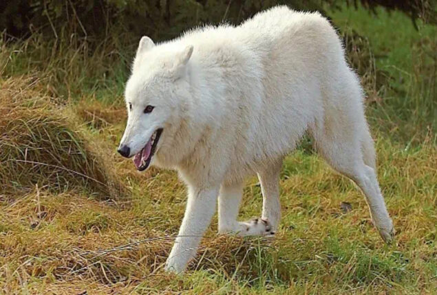 Arctic wolf escapes enclosure in Ontario