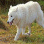 Arctic wolf escapes enclosure in Ontario