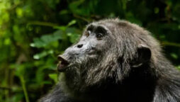 Reports of spotted loose monkey in Florida city