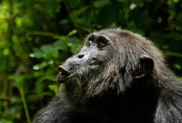 Reports of spotted loose monkey in Florida city