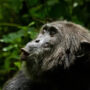 Reports of spotted loose monkey in Florida city