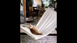 Viral video of cat swinging in a hammock inspires
