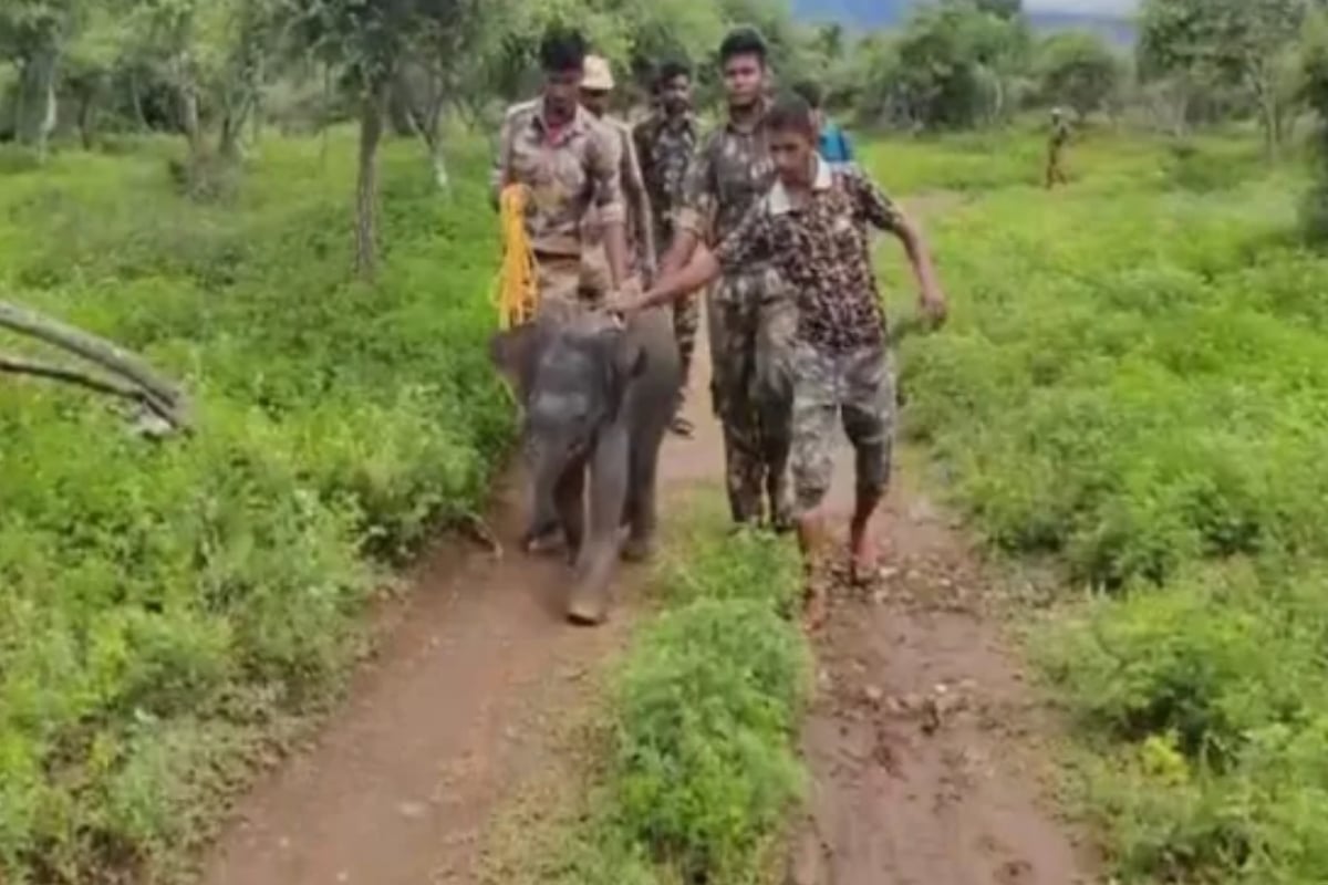 Officials rescue baby elephant