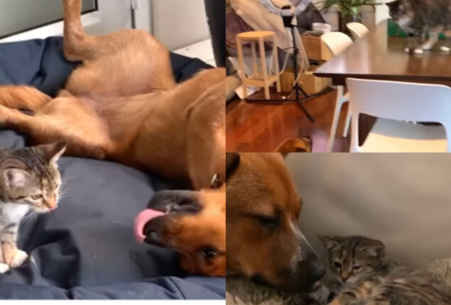 Video of dog and cat meeting after year goes viral