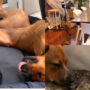 Video of dog and cat meeting after year goes viral