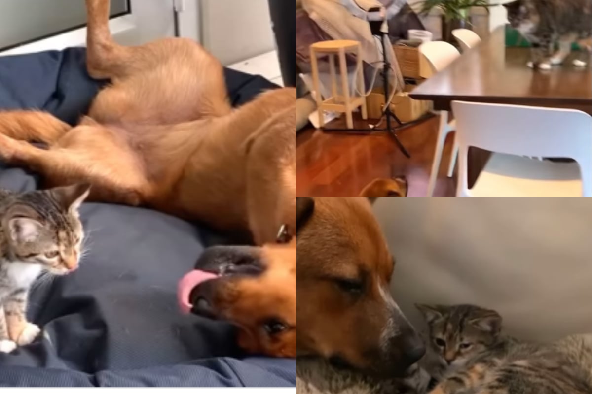 dog and cat