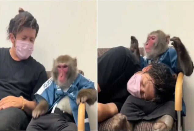monkey video